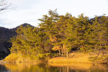 湖と木