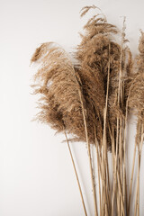 Beige fluffy reeds, pampas grass stalks. Minimal, styled concept for bloggers. Parisian vibes.