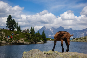 mountain goat stands on a rock from a mountain lake and turns around