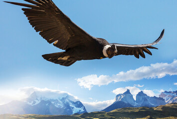 Condor in Torres