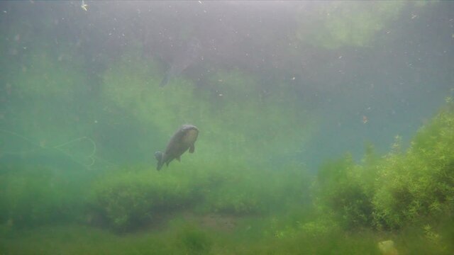 Underwater Low Angle Footage Of Grass Carp Ctenopharyngodon Idella Fish While Swimming, Filmed While Diving In A Freshwater Lake With Shallow Water.