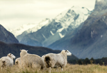 Fototapeta premium Sheep