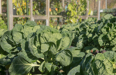 Home Grown Organic Autumn Brussels Sprout Plant (Brassica oleracea var. gemmifera) Growing on an Allotment in a Vegetable Garden in Rural Devon, England, UK