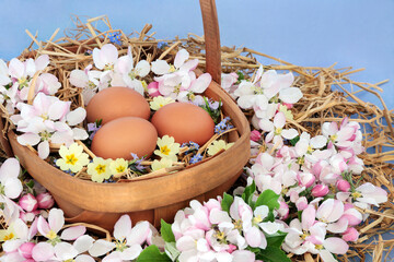 Freshly laid brown eggs & apple blossom with primrose flowers in a wooden basket on straw on...