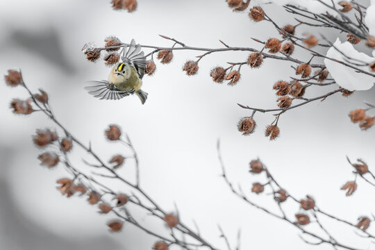 Gold crest female in flight (Regulus regulus)