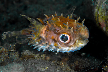 Naklejka na ściany i meble Spiky big eye Porcupinefish on coral reef