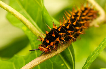 A black-orange caterpillar, shallow focus on green leaves