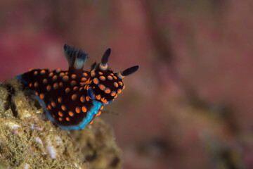 Naklejka na ściany i meble Colorful nudibranch sea slug on coral reef in Indonesia