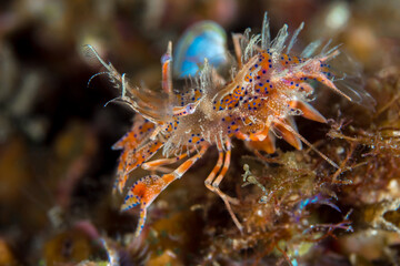 Tiger shrimp on coral reef - Phyllognatia ceratophthalmus