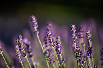Levander field. Selective focus.