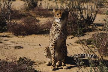 cheetah in the savannah
