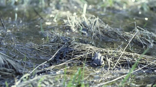 Rear view of a frog sitting on a withered grass near the swamp. Clip. Summer natural landscape with a frog sitting under the sun rays.