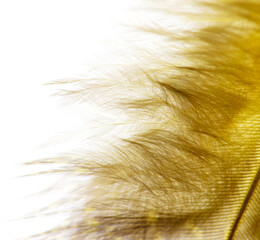 Yellow feather isolated on white background. Close-up.