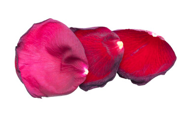 Red rose petals isolated on a white