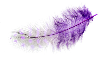 Purple feather isolated on white background.