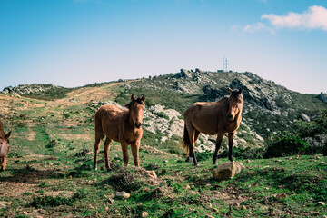Two horses walking up the mountain on a sunny day