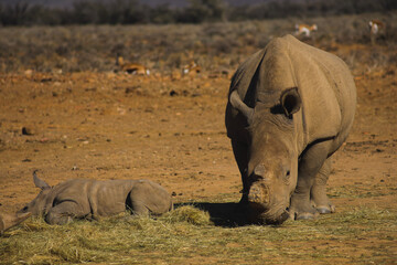 rhino in the wild