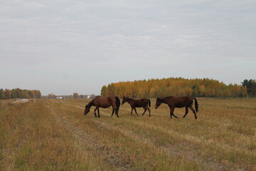 Лошади