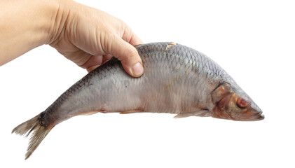 Salted herring in hand isolated on white