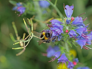 Hummel