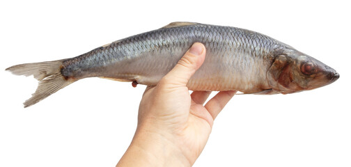 Salted herring in hand isolated on white