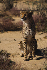portrait of a cheetah