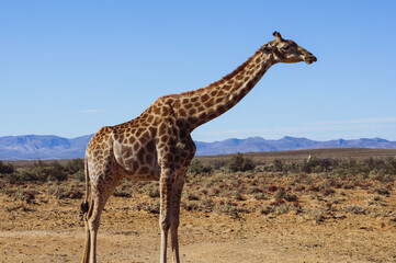 giraffe in the savannah