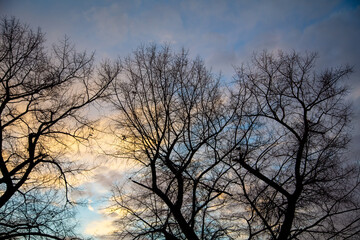 Obraz na płótnie Canvas Bare branches on a tree at sunset.