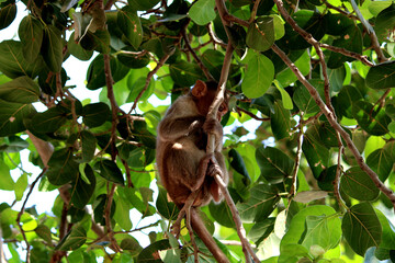 The bonnet macaque monkey is sitting on a tree.
