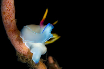 Fototapeta na wymiar Colorful nudibranch sea slug on coral reef in Indonesia