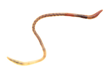 Earthworm on a white background.
