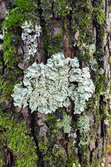 Common greenshield lichen (Flavoparmelia caperata)