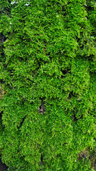 Fototapeta na wymiar Cypress-leaved plaitmoss (Hypnum cupressiforme) on trunk of tree