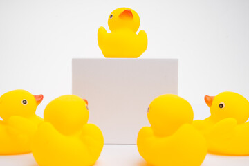 Concept of leadership and teamwork. A group of yellow ducks listening to their leader, isolated on white background.