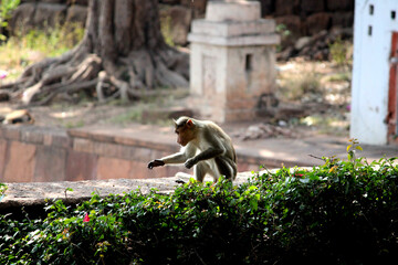 The bonnet macaque monkey is sitting in the garden.