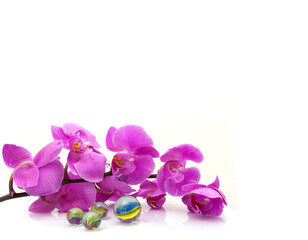 Fototapeta na wymiar Beautiful orchid isolated on a white background (negative space)