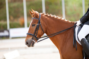 Obraz premium A red sports horse with a bridle and a rider riding with his foot in a boot with a spur in a stirrup.