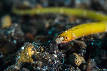 Yellow pipefish on coral reef