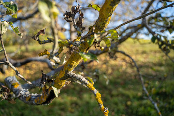Branches of old apple tree