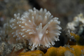 Naklejka na ściany i meble Colorful nudibranch sea slug on coral reef in Indonesia