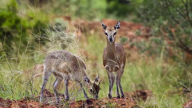 Klipspringer couple standing in termite mound in the wind in Mapungubwe National park, South Africa ; Specie Oreotragus oreotragus family of Bovidae