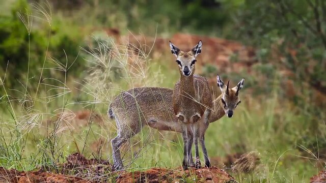 Klipspringer couple standing in termite mound in the wind in Mapungubwe National park, South Africa ; Specie Oreotragus oreotragus family of Bovidae