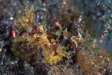 Strange rare species of nudibranch