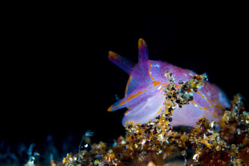 Colorful nudibranch on coral reef in Milne bay