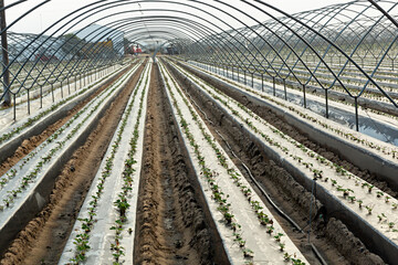 Fototapeta premium Campo de fresas.