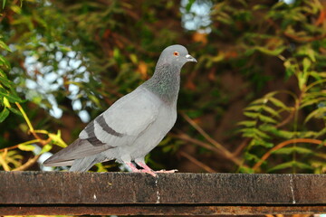 pigeon bird sitting on iron rod