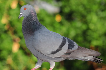 pigeon bird royalty free photo