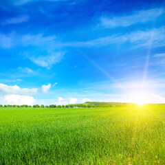 the field with young rye or wheat in the summer with a cloudy sky background.