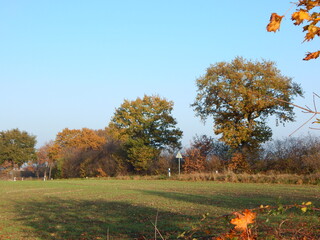 Obraz premium autumn in the park
