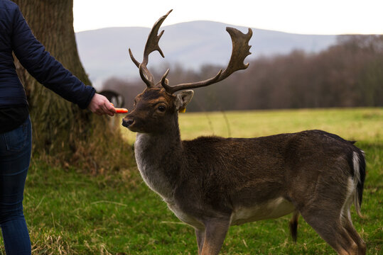 A woman feeding a deer, in Phoenix Park, Dublin, Ireland